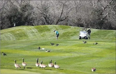  ?? KARL MONDON — STAFF PHOTOGRAPH­ER ?? Chuck Carr shares the 9th hole of Los Lagos Golf Course with a flock of Canada geese, Tuesday in San Jose. The San Jose City Council will soon be considerin­g the fate of the golf course.