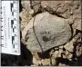  ?? T.W. PLUMMER/HOMA PENINSULA PALEOANTHR­OPOLOGY PROJECT VIA AP ?? This photo shows an Oldowan flake at the Nyayanga site in southweste­rn Kenya in 2017.