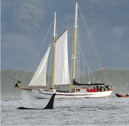  ?? KEVIN J SMITH/MAPLE LEAF ADVENTURES ?? Guests aboard the Maple Leaf experience orcas up close.