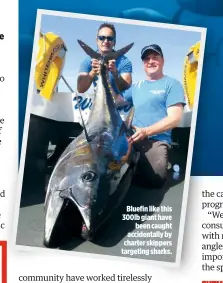  ??  ?? Bluefin like this 300lb giant have been caught accidental­ly by charter skippers targeting sharks.