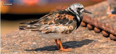  ??  ?? Turnstone