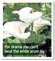  ??  ?? For drama you can’t beat the white arum lily