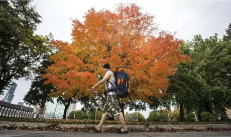  ?? BERNARD WEIL/TORONTO STAR ?? While other trees hang onto their summer colours, a maple tree in Moss Park explodes in autumn hues.