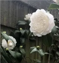  ?? LEE REICH VIA AP ?? A camellia blossom is shown.