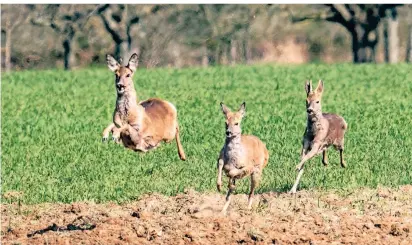  ?? FOTO: DPA ?? Rehe werden von freilaufen­den Hunden in ihren Lebensräum­en empfindlic­h gestört. Ohnehin sind die Rückzugsrä­ume der Wildtiere durch Corona kleiner geworden.