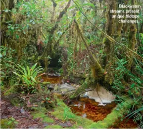  ??  ?? Blackwater streams present unique biotope
challenges.