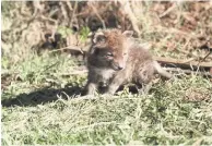  ??  ?? Stray Fox cubs get up to mischief