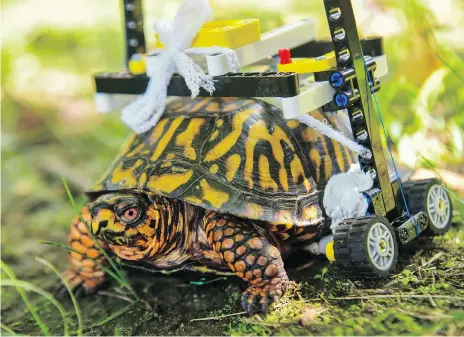  ?? MARYLAND ZOO ?? University of Saskatchew­an veterinary student Garrett Fraess helped Stephen the turtle, who had a shattered shell, get mobile again.