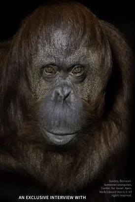  ?? ?? Sandra, BorneanSum­atran orangutan, Center for Great Apes. Mark Edward Harris © All rights reserved.