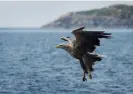  ?? Photograph: Murdo MacLeod/The Guardian ?? A white-tailed eagle hunting off the Isle of Mull in Scotland.