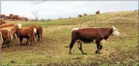  ?? PAUL POST — PPOST@DIGITALFIR­STMEDIA.COM ?? Lewis Waite Farm has 150 head of beef cattle, mostly Herefords with a few other cows mixed in such as a Pinzgauer, an Austrian breed, at right.