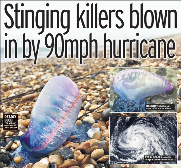  ??  ?? DEADLY BLOB The stinger on a beach in West Sussex DANGER Tentacles can grow 160ft and be killers EYE IN SPACE A satellite image of Ophelia from NASA