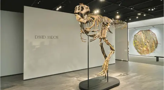  ?? DAVID AARON ?? Chomper, a dinosaur unearthed five years ago in Montana, is listed for sale as a juvenile T. rex, but not everyone agrees on the classifica­tion.