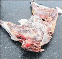  ?? MARK SQUIBB/ THE PACKET ?? This quarter shows the thin neck of the moose shot Monday on the Northern Peninsula.
