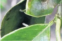  ?? JOE BURBANK/ORLANDO SENTINEL ?? The tiny Asian citrus psyllid spreads citrus greening, killing parts of a tree’s root system. The insect is seen on a citrus tree in Umatilla.