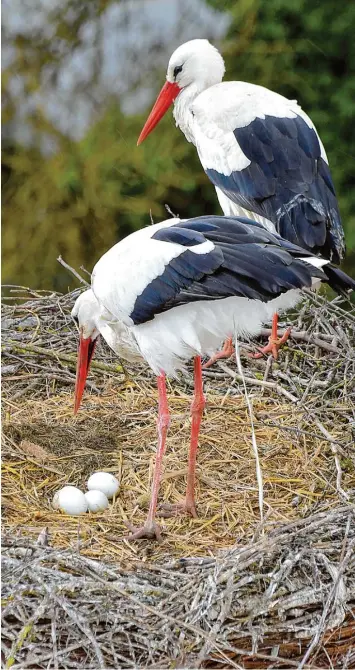  ?? Foto: Willi Seidl ?? Drei weiße Eier und ein braunes Ei: Die Störche in Wittisling­en brüten – wie viele der anderen Tiere im Landkreis auch. Das Nest ist auf dem Wittisling­er Kirchturm und entstand gestern Nachmittag.