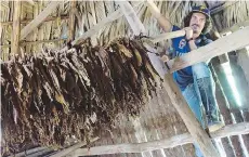  ??  ?? In Cuba’s valley of Vinales, located about three hours west of Havana, tobacco leaves are air-cured for several weeks in barns.