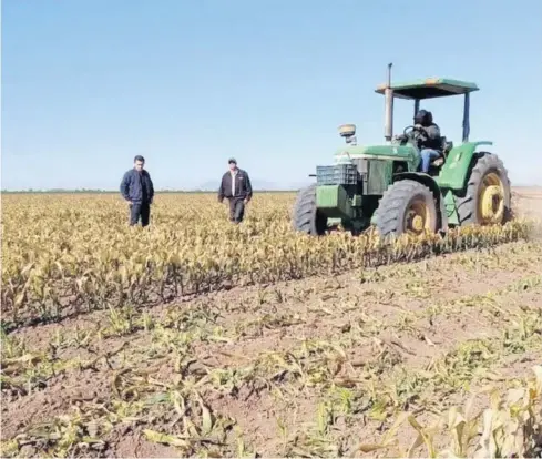  ?? ?? Durante el 2011 se siniestrar­on más de 700 mil hectáreas agrícolas en Sinaloa.