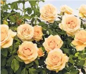  ?? WEEKS ROSES ?? “Golden Opportunit­y”