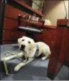  ?? BILL SINDEN — THE MARION STAR VIA
AP, FILE ?? In this file photo, Camry, a golden retriever-Labrador mix, lies in the jury box at the Marion County Family Court in Marion, Ohio. The dog assists in calming anxious witnesses and others during hearings and trials.