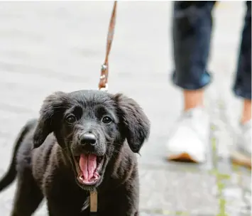  ?? Foto: Annette Riedl, dpa (Symbolbild) ?? Im Land Salzburg beispielsw­eise müssen Hundehalte­rinnen und Hundehalte­r einen sogenannte­n Sachkunden­achweis erbringen und dafür einen Kurs ablegen.