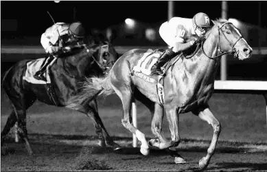  ?? COADY PHOTOGRAPH­Y ?? Hail to the Chief, a maiden winner going a mile, will make his stakes debut in the Withers.