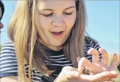  ?? COLIN MACLEAN/JOURNAL PIONEER ?? Amherst Cove Consolidat­ed student Colby Buch examines a snail during a nature walk in the Noonan Marshes in Borden-Carleton.