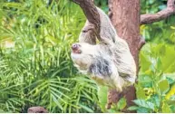  ?? SEAWORLD ORLANDO ?? Mila the female sloth will be out and about at SeaWorld Orlando on Internatio­nal Sloth Day, according to SeaWorld officials.