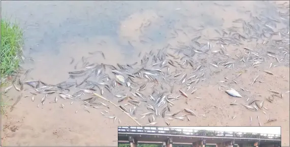  ??  ?? Una gran cantidad de peces muertos apareció a la vera del arroyo Caañabé de Carapeguá.