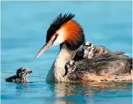  ??  ?? Ornately plumed, an elegant Great Crested grebe with its chicks on the water.