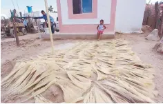  ??  ?? Proceso. El ixtle se obtiene de las hojas centrales del agave lechuguill­a usando el siguiente método: primero los “talladores” recolectan los cogollos -que son las hojas centrales del agave-, en segundo lugar éstos son tallados para obtener la fibra.