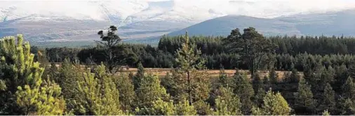  ?? Photograph: Sandy McCook ?? UPPER ROTHIEMURC­HUS: Part of Grant family estate for centuries and never ploughed or planted.