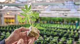  ?? ?? Ultra Health CEO and President Duke Rodriguez holds an infant cannabis plant that is growing its root system before being repotted to grow even larger.