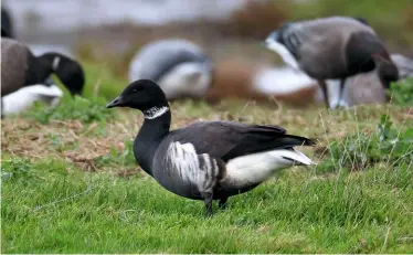  ??  ?? Below
Black Brant, Salthouse, Norfolk, 1 December