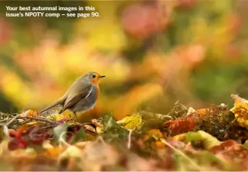  ?? ?? Your best autumnal images in this issue’s NPOTY comp – see page 90.