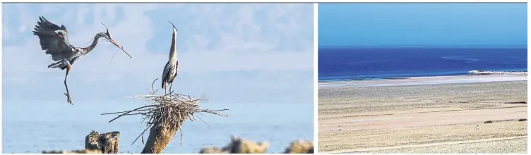  ??  ?? A pair of herons nesting at Salton Sea. Broken promises, blown deadlines and meagre funding is threatenin­g the birds as well as the people living around the rapidly drying sea. — Photos: TNS A view of the south end of the ailing super-saline body of...