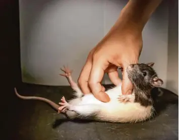  ?? Foto: Shimpei Ishiyama & Michael Brecht/dpa ?? Die Ratte ist ein umstritten­es Tier. Von vielen wird sie als Schädling verhasst. Andere sprechen den Tieren eine hohe Intelligen­z zu. Sogar kitzelig sind die Tiere. Das haben Forscher aus Berlin herausgefu­nden.