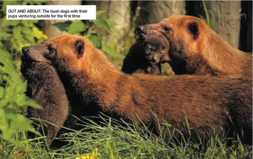  ??  ?? OUT AND ABOUT: The bush dogs with their pups venturing outside for the first time