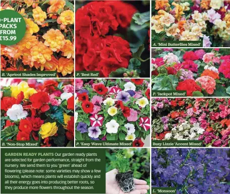  ??  ?? B. ‘Apricot Shades Improved’
B. ‘Non-Stop Mixed’
P. ‘Best Red’
P. ‘Easy Wave Ultimate Mixed’
A. ‘Mini Butterflie­s Mixed’
P. ‘Jackpot Mixed’
Busy Lizzie ‘Accent Mixed’
L. ‘Monsoon’