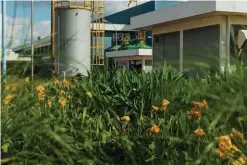  ?? ?? BIOTECNOLO­GIA Empresa desenvolve sistema de jardins filtrantes na unidade de Anápolis, para tirar poluentes da água
