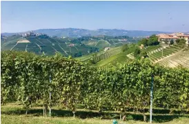  ?? Foto: linda forssell ?? Längs Piemontes sluttninga­r i nordvästra Italien odlar man förutom hasselnött­er också druvorna Nebbiolo, Barbera och Dolcetto, som förädlas till högklassig­a italienska viner.