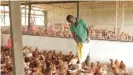  ??  ?? Ungleicher Wettbewerb: Afrikas Hühnerfarm­er, wie hier in Ghana, konkurrier­en mit EU-Importen