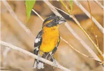  ?? COURTESY PHOTO ?? A male black-headed grosbeak. These and other birds can be found prominentl­y in the area now.