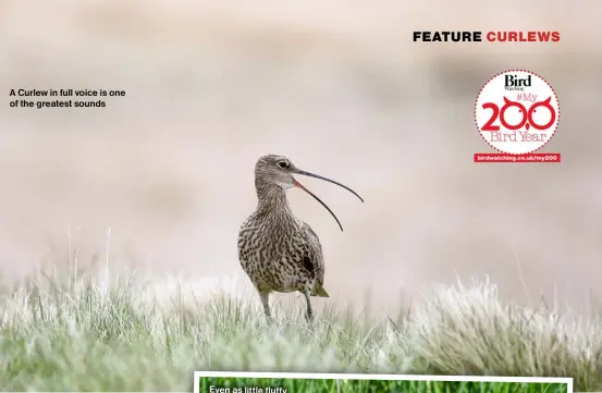  ?? ?? A Curlew in full voice is one of the greatest sounds