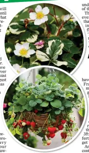  ??  ?? VERSATILE: Plants can thrive in hanging baskets. Top: The distinctiv­e foliage of Variegata