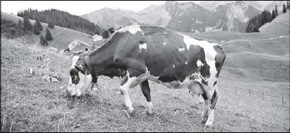  ?? REUTERS ?? A cow is seen grazing as Swiss Air Force personnel deliver water for thirsty cattle near Rossiniere, Switzerlan­d on Tuesday due to a drought.