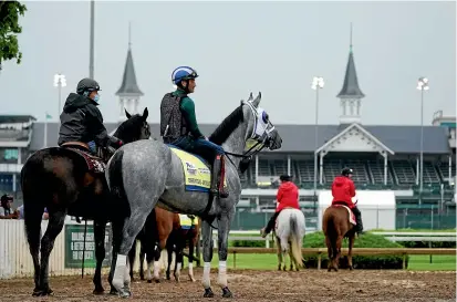  ?? AP ?? Kentucky Derby entrant Essential Quality patiently waits to work out at Churchill Downs ahead of tomorrow’s race.