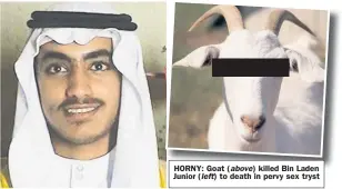  ??  ?? HORNY: Goat ( above) killed Bin Laden Junior ( left) to death in pervy sex tryst