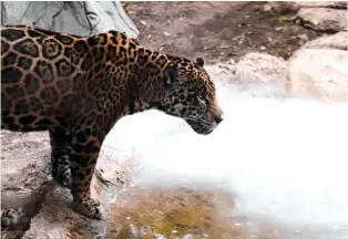  ?? CONTRIBUTE­D PHOTO/ HANNAH HAMMON ?? A jaguar confronts a fog of dry ice at a previous Boo in the Zoo event at Chattanoog­a Zoo.