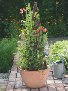  ??  ?? Generous watering will keep your sweet peas going well into autumn